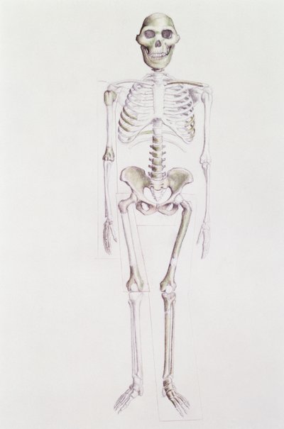 Skeleton of Australopithecus Africanus by Unbekannt Unbekannt